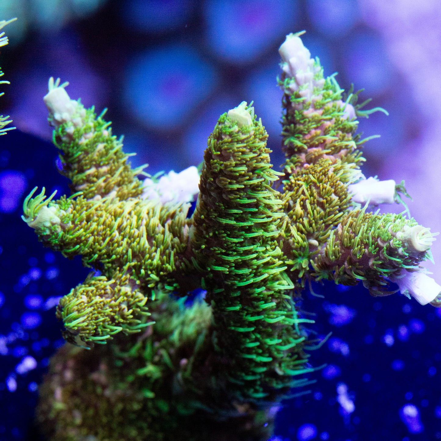 A large rainbow millepora coral frag.