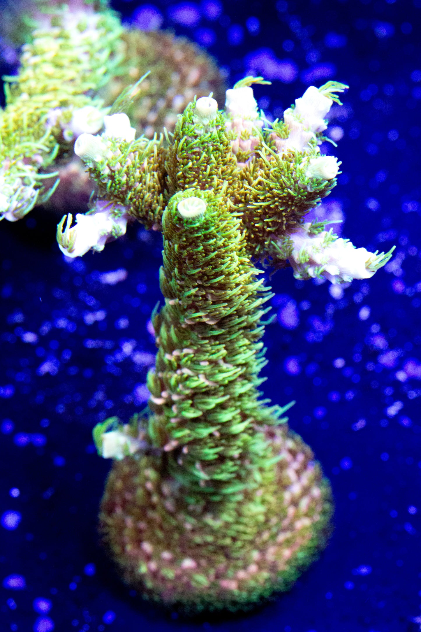 A healthy rainbow milli coral frag.