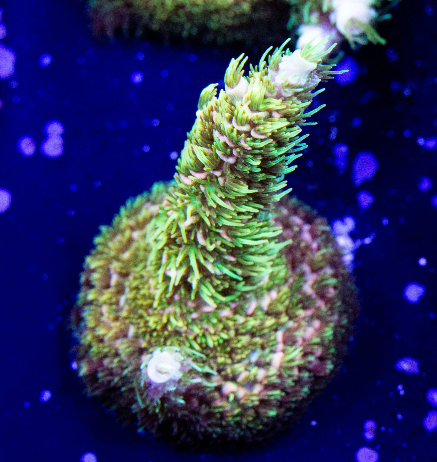 A rainbow milli coral frag for sale.