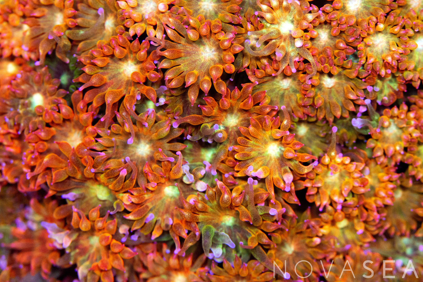 A close up of a bright orange Bernardpora coral, also know as a Micro-Goniopora.