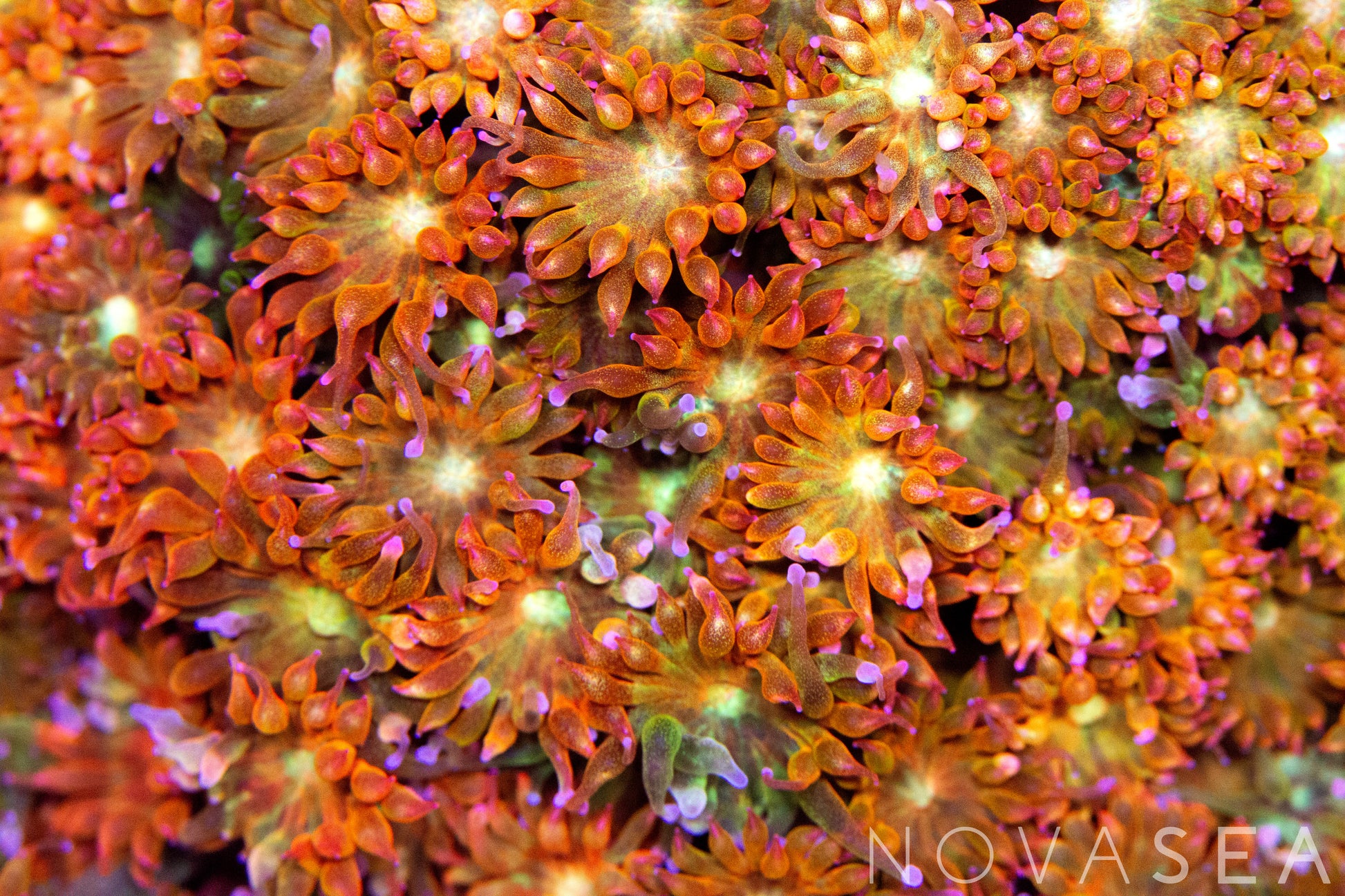 A close up of a bright orange Bernardpora coral, also know as a Micro-Goniopora.