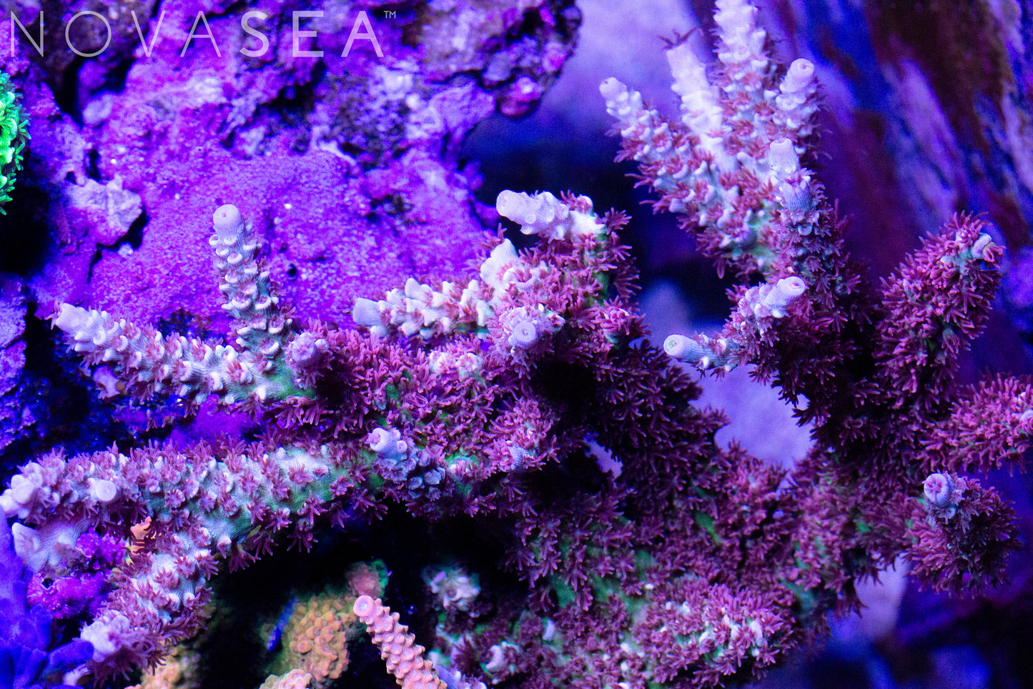 A Cherry Bomb Tenuis Acro colony.
