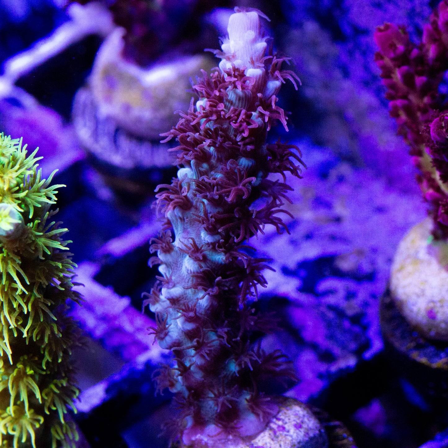 A Cherry Bomb Acropora Tenuis coral frag.