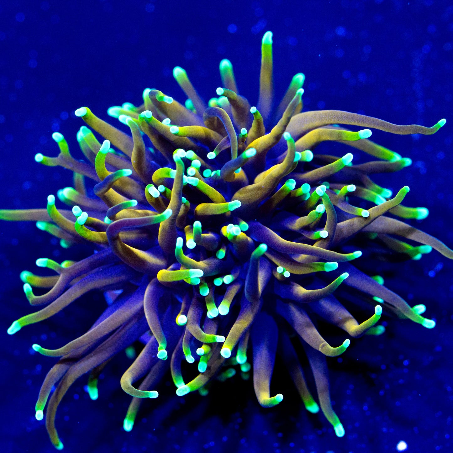 A Dragon Soul gold torch coral.