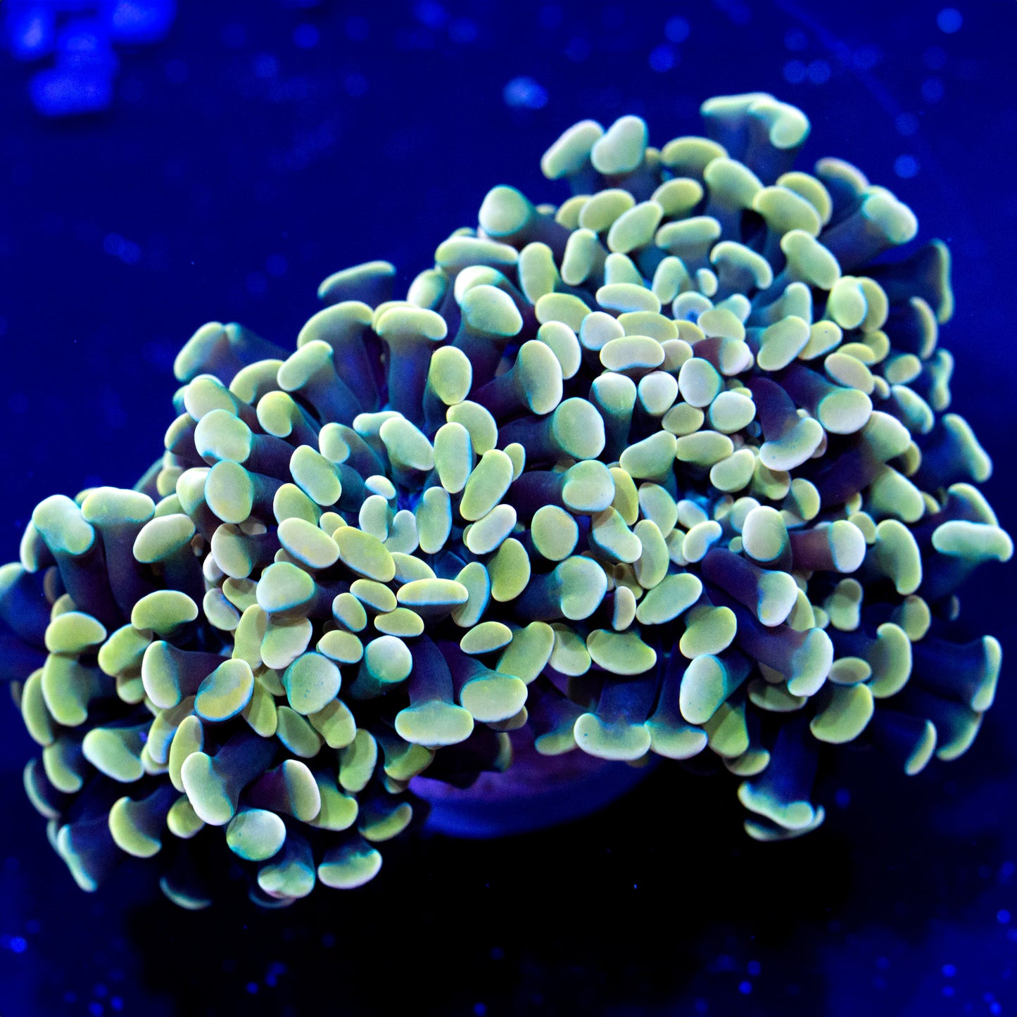 A golden hammer coral frag.