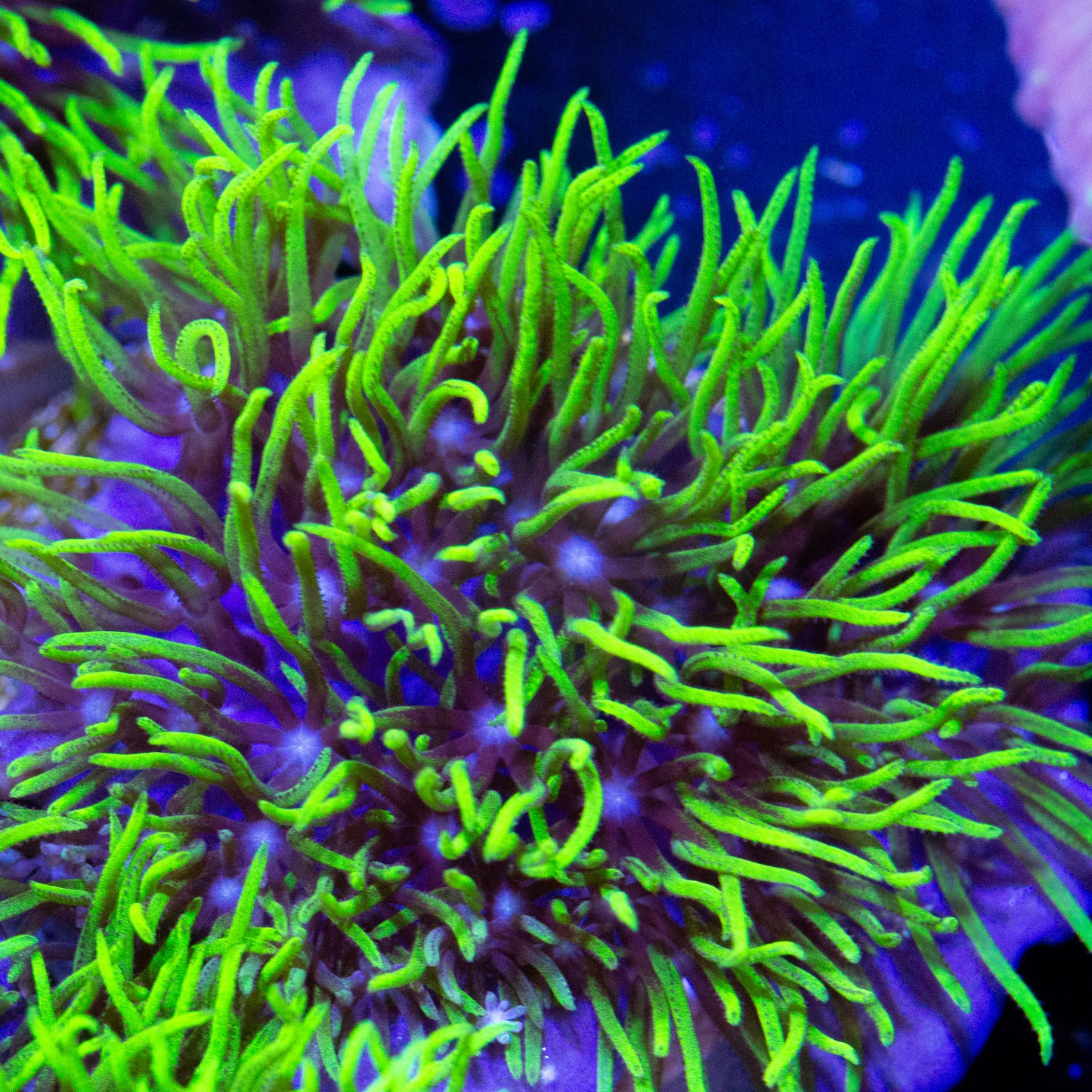 Green Star Polyps coral