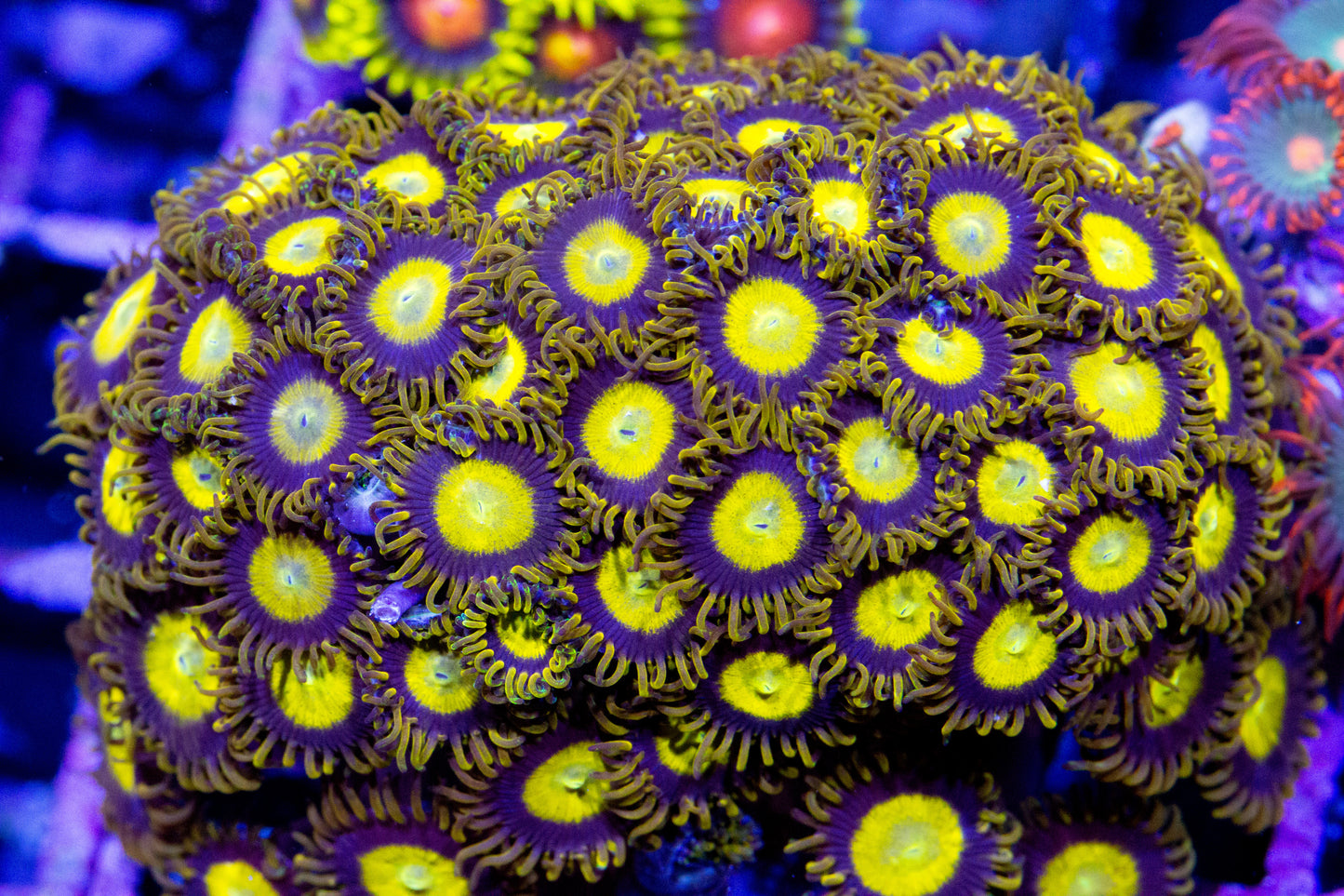A King Midas Zoanthid coral colony for sale.