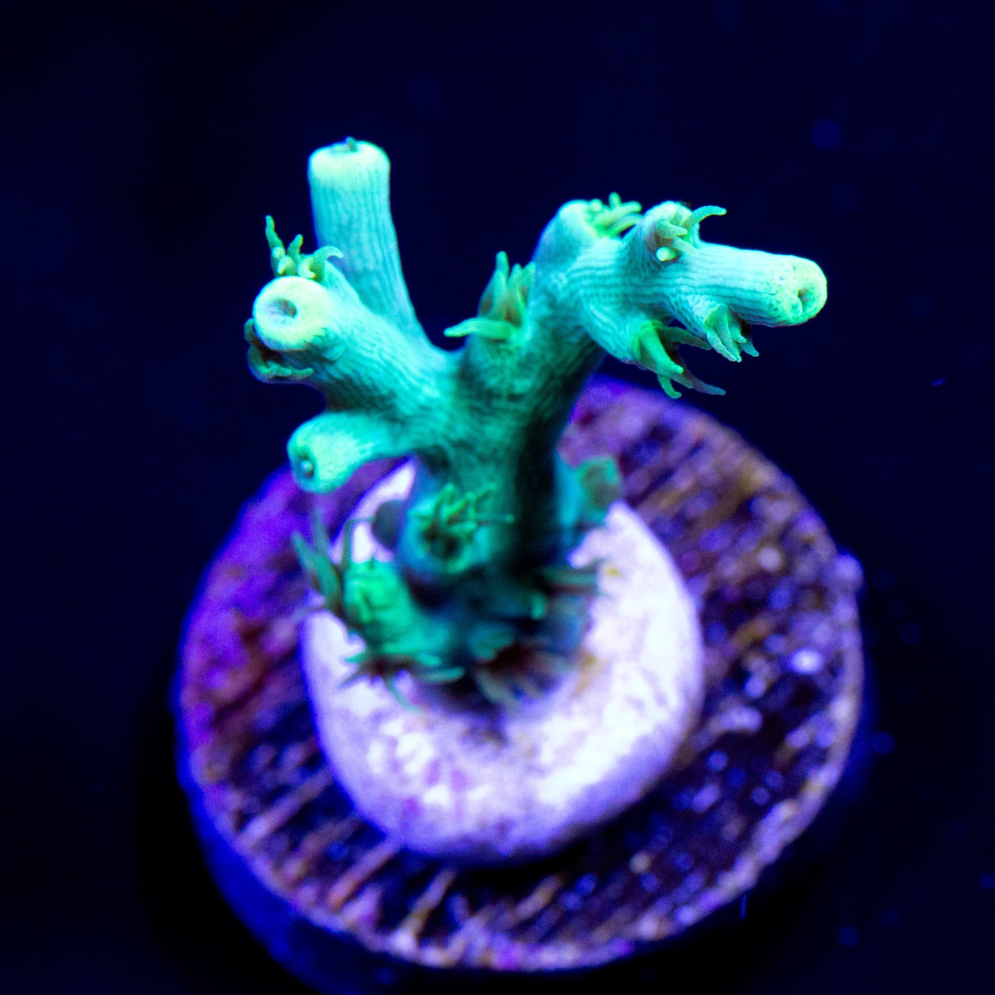 NOVASEA Permafrost acro
