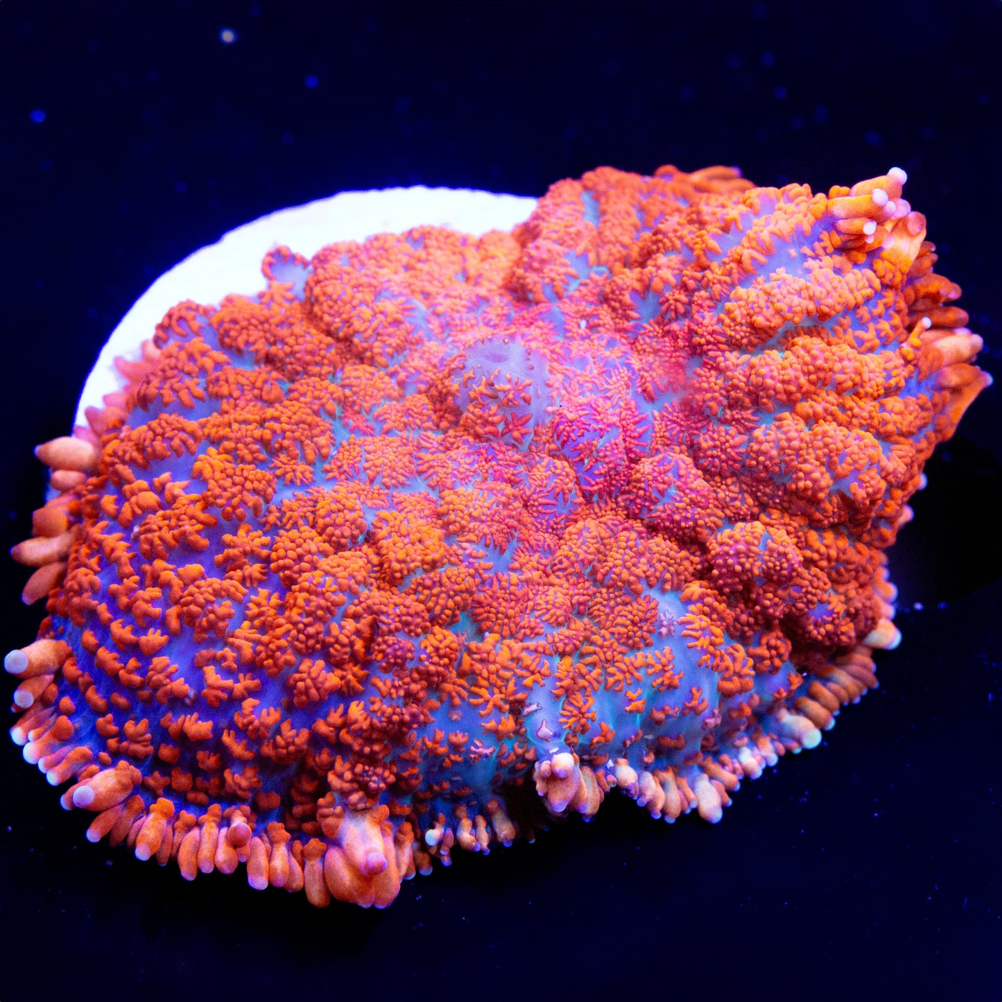 An orange and blue Rhodactis mushroom coral.