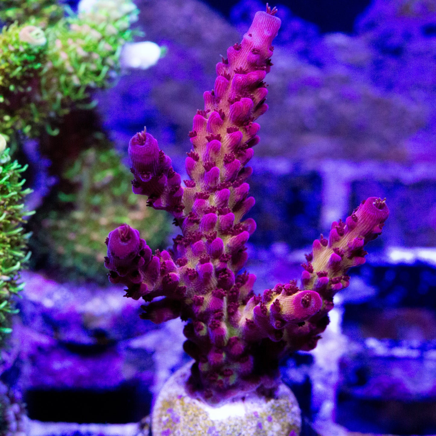 A PC Rainbow Acro coral frag.