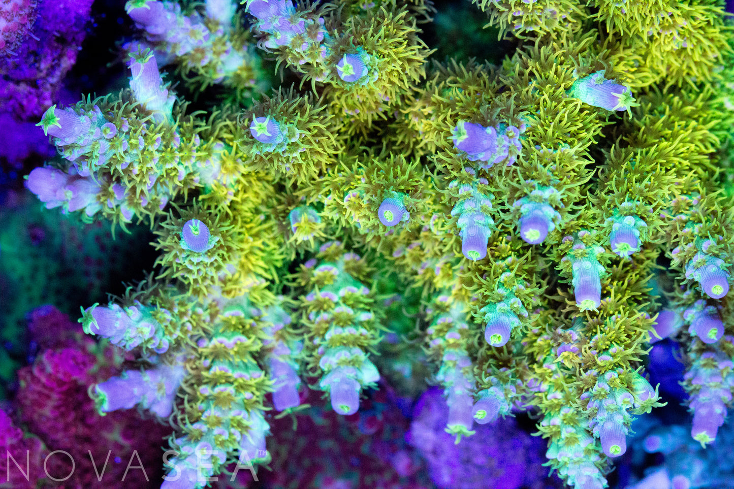a close up of a colorful Walt Disney acro coral colony.