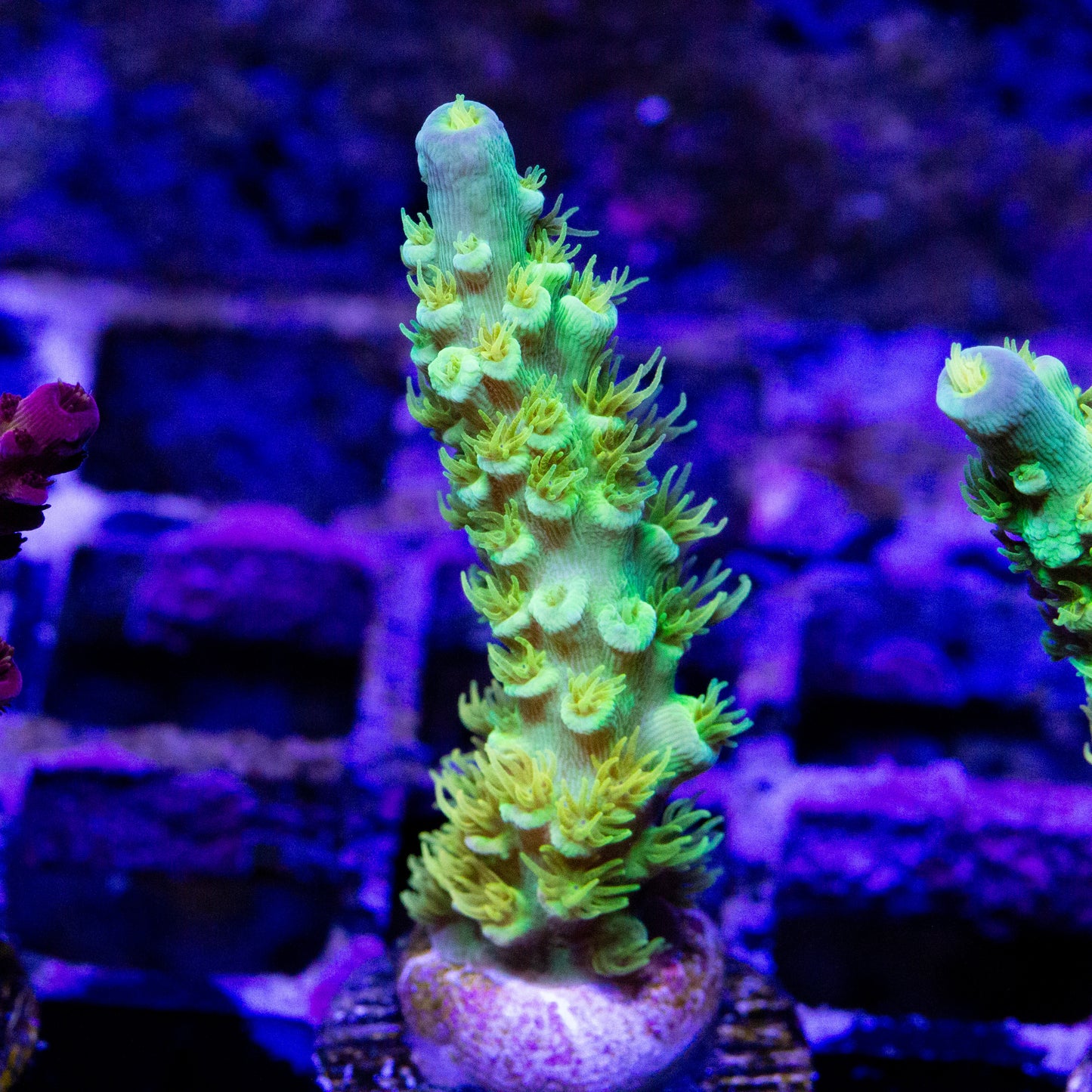 A Walt Disney Acropora coral frag for sale.