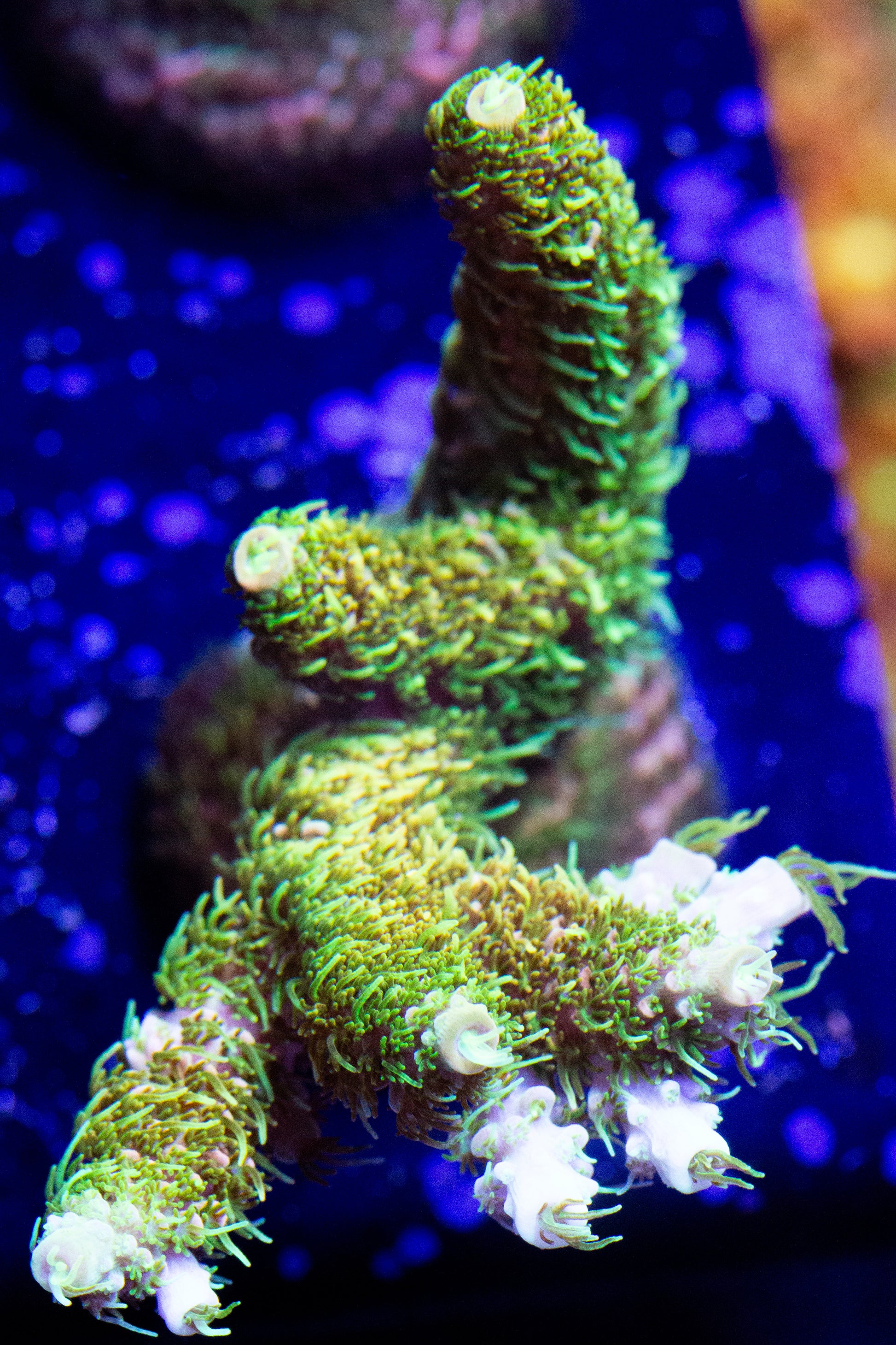 A large rainbow millepora coral frag.