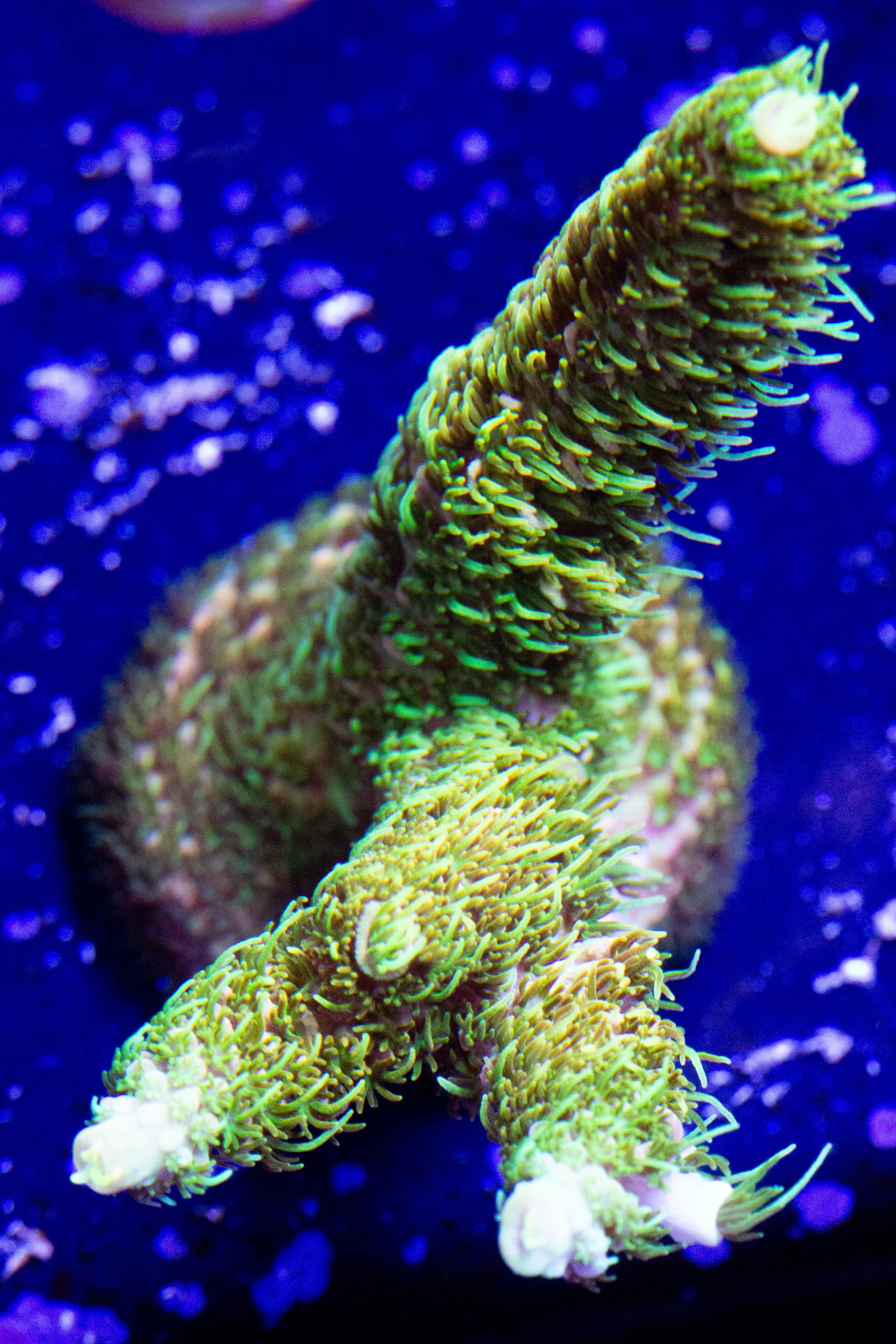 A healthy rainbow millepora coral frag.