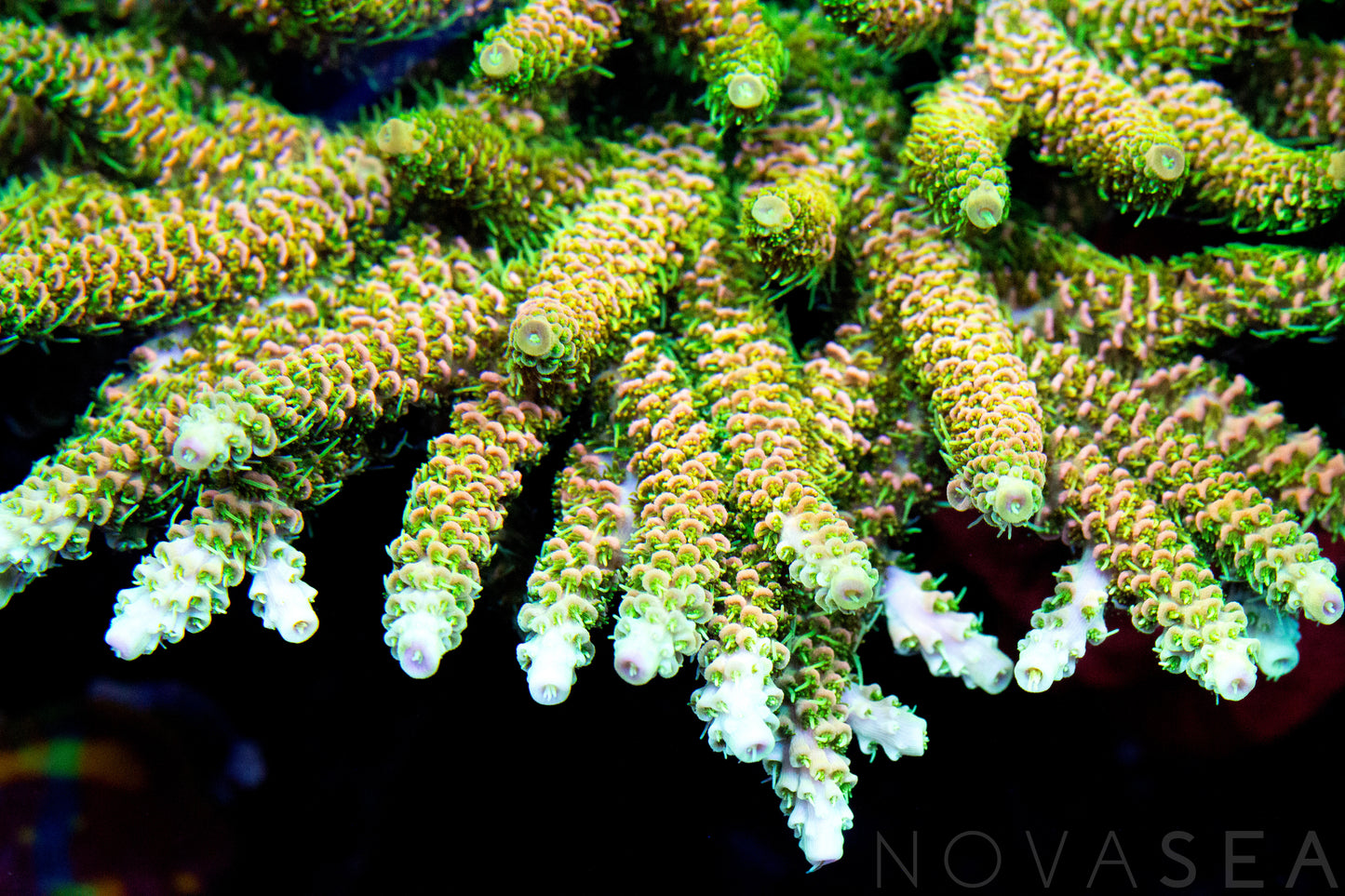 A closeup of a rainbow millepora coral colony with good polyp extension.