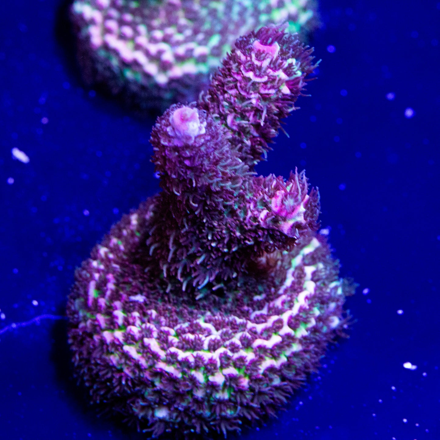 A Cotton Candy Millepora coral frag.