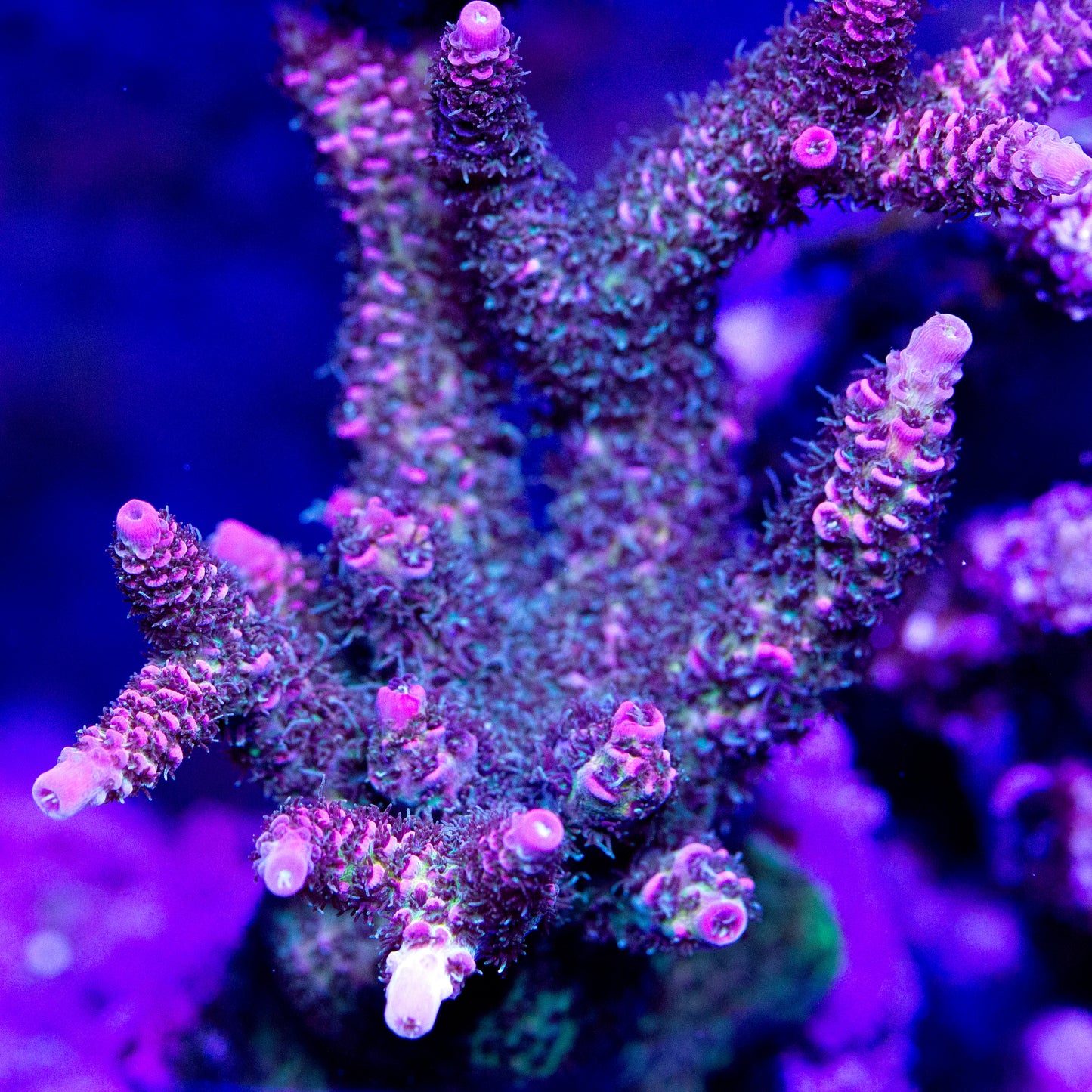 A pink and blue Cotton Candy Millepora coral colony.