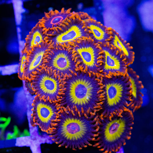 Fruitloop zoanthid coral frags for sale.