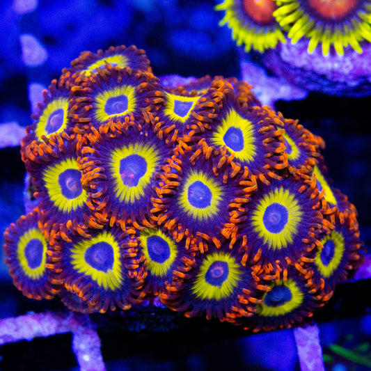 Fruitloop zoanthids