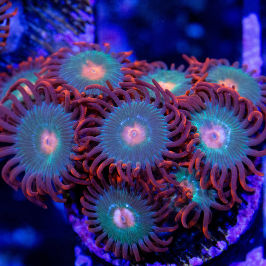 Red and Blue Gatorade Zoanthid coral.