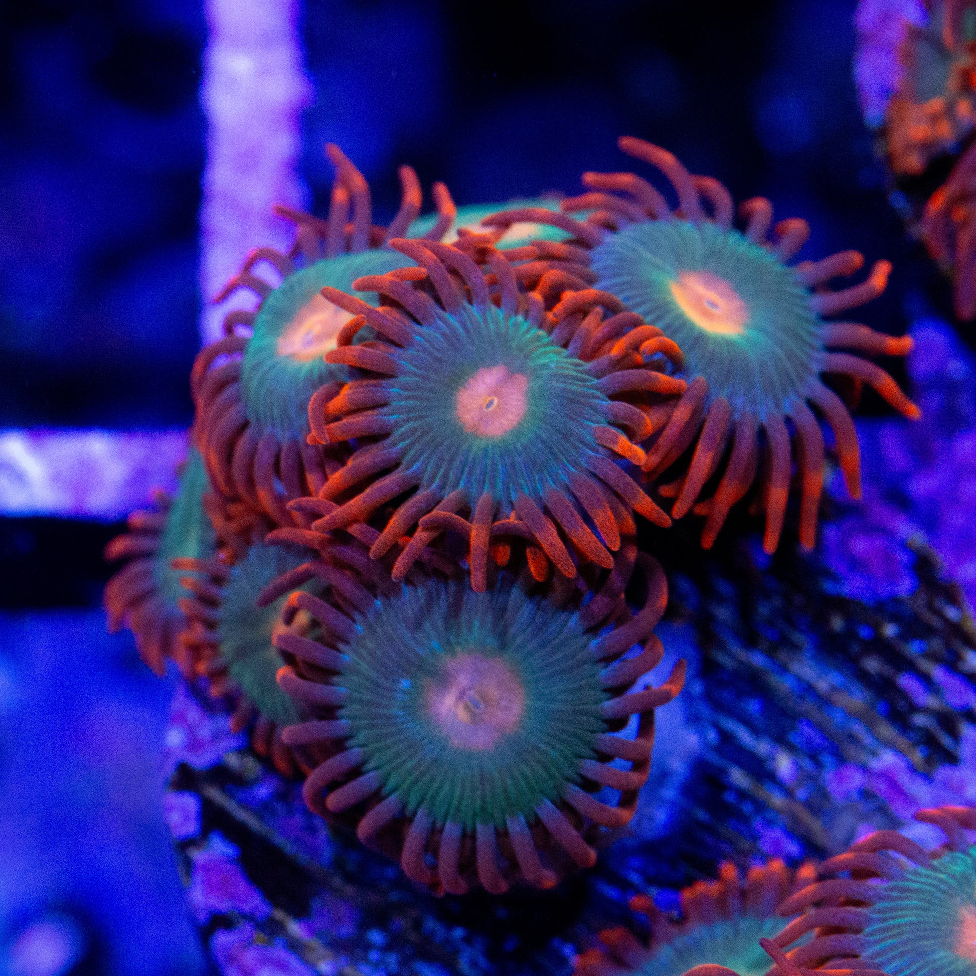 Gatorade zoanthid coral.