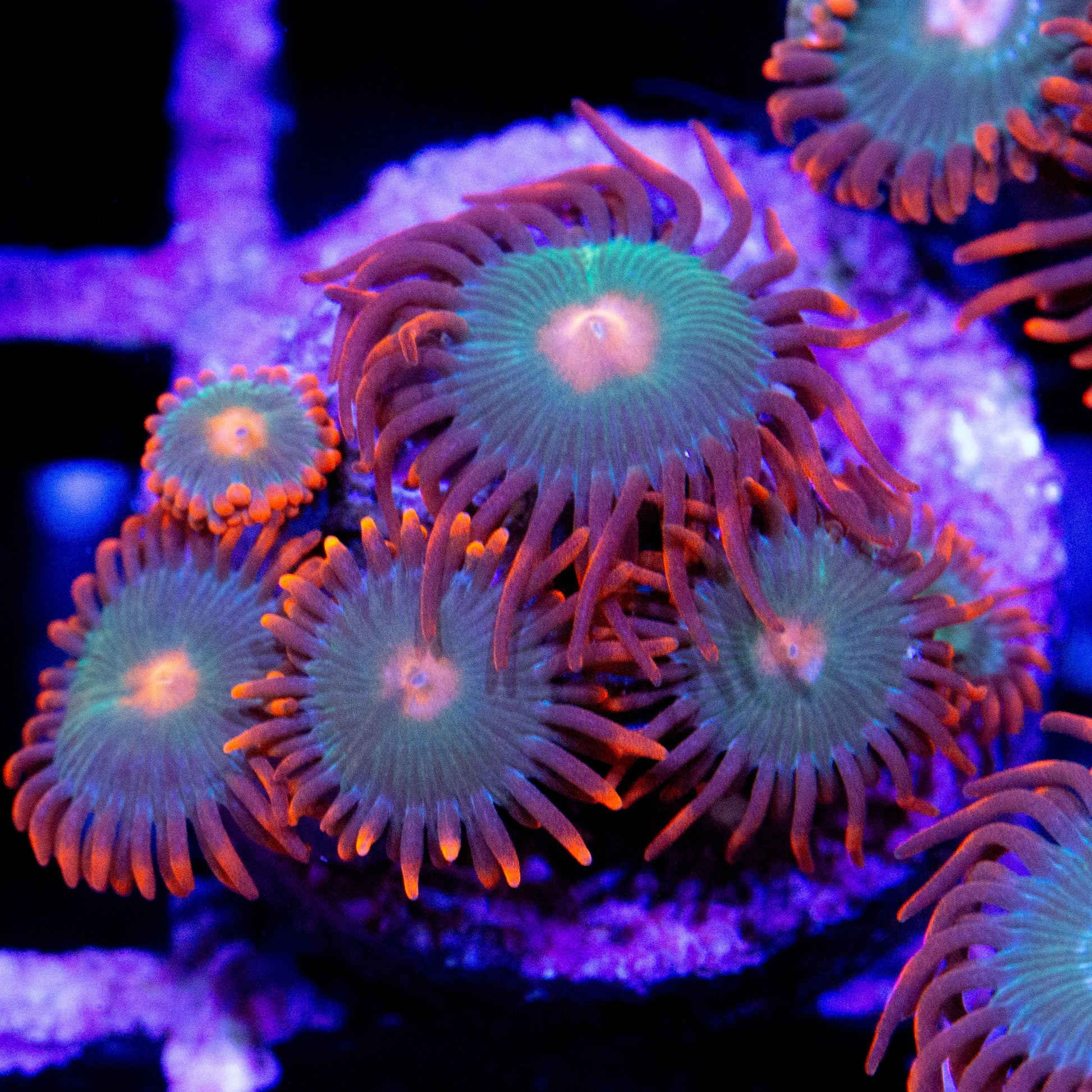 A gatorade zoanthid coral frag.