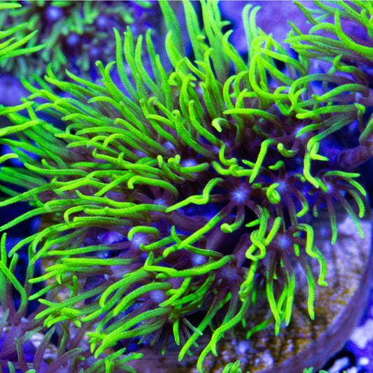 Green Star Polyps coral frag.