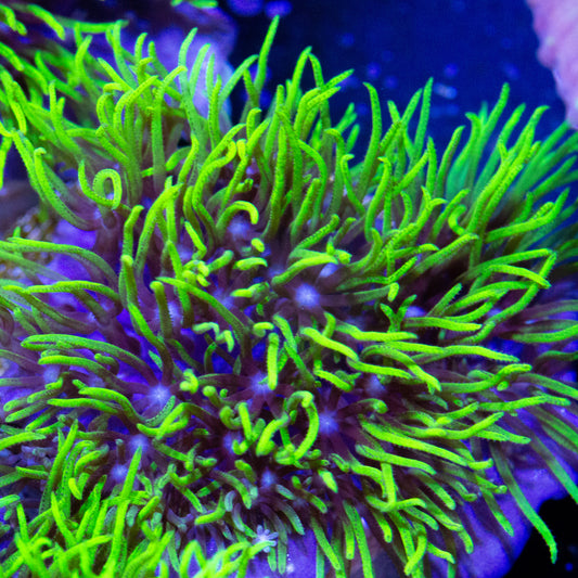 Green Star Polyps coral