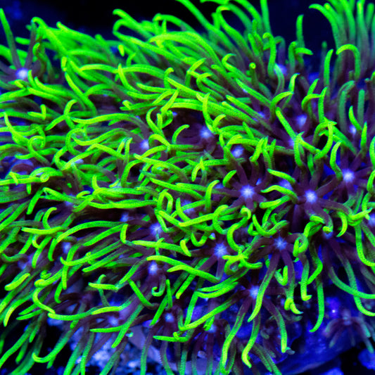 Green Star Polyps