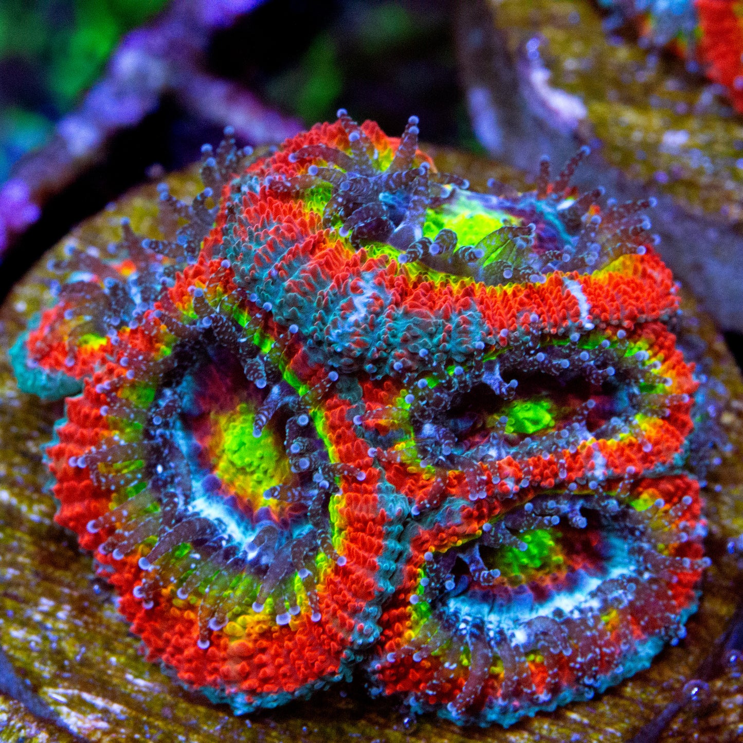 A large holy grail micromussa acan coral frag.