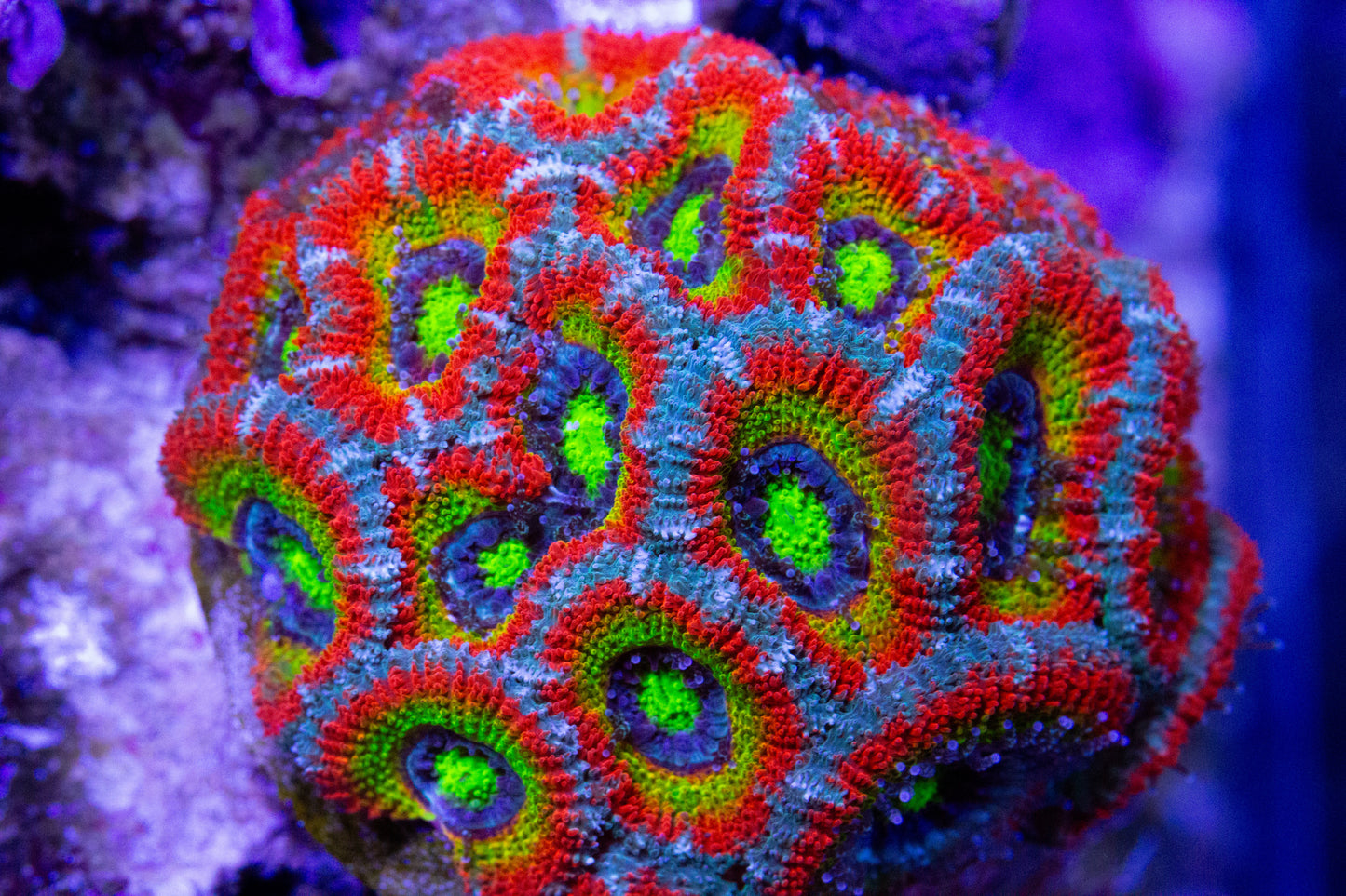 A close-up of a bright rainbow colored Holy Grail Micromussa coral colony. 