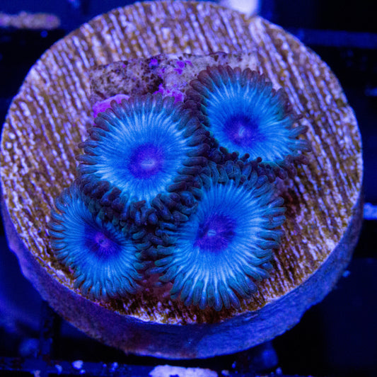 Miami Vice Zoanthids