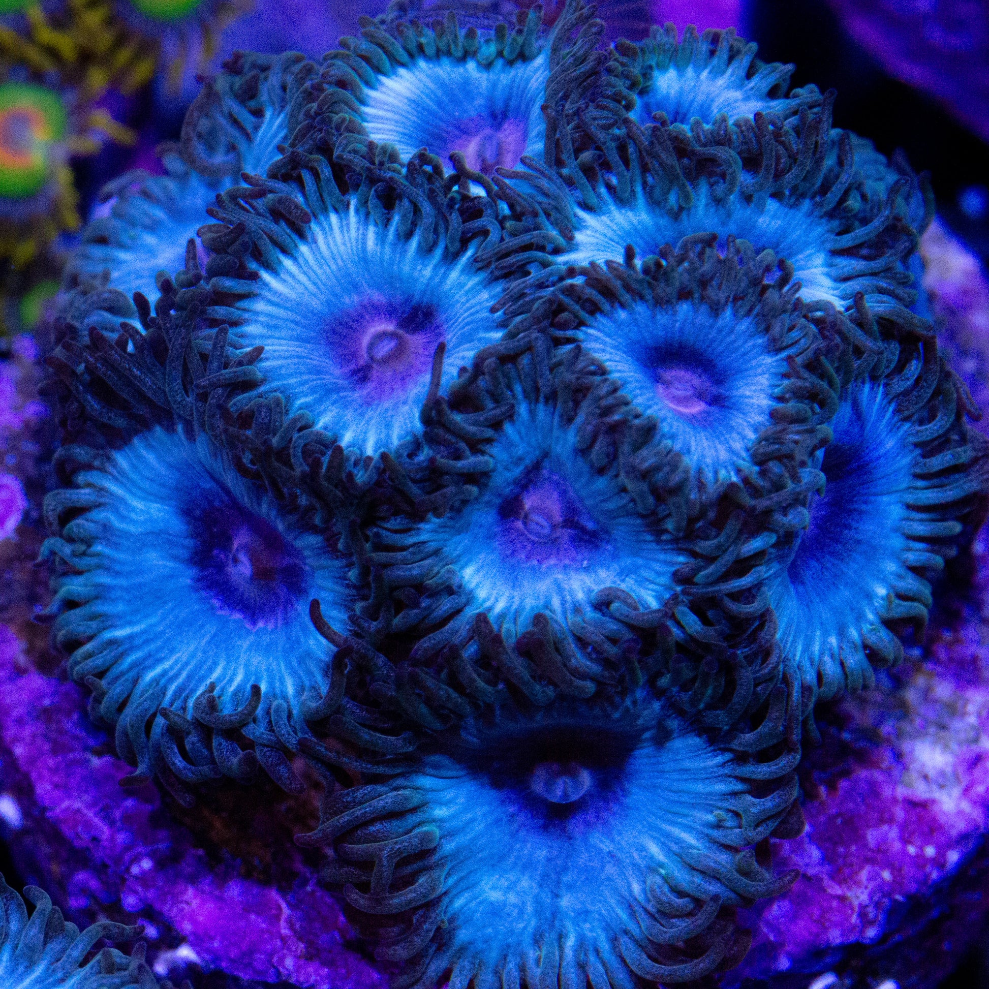 Miami Vice Zoanthid Coral