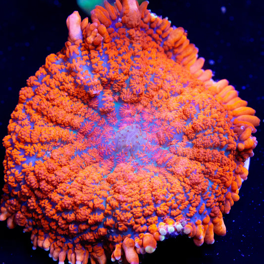 An orange and blue Rhodactis mushroom coral.