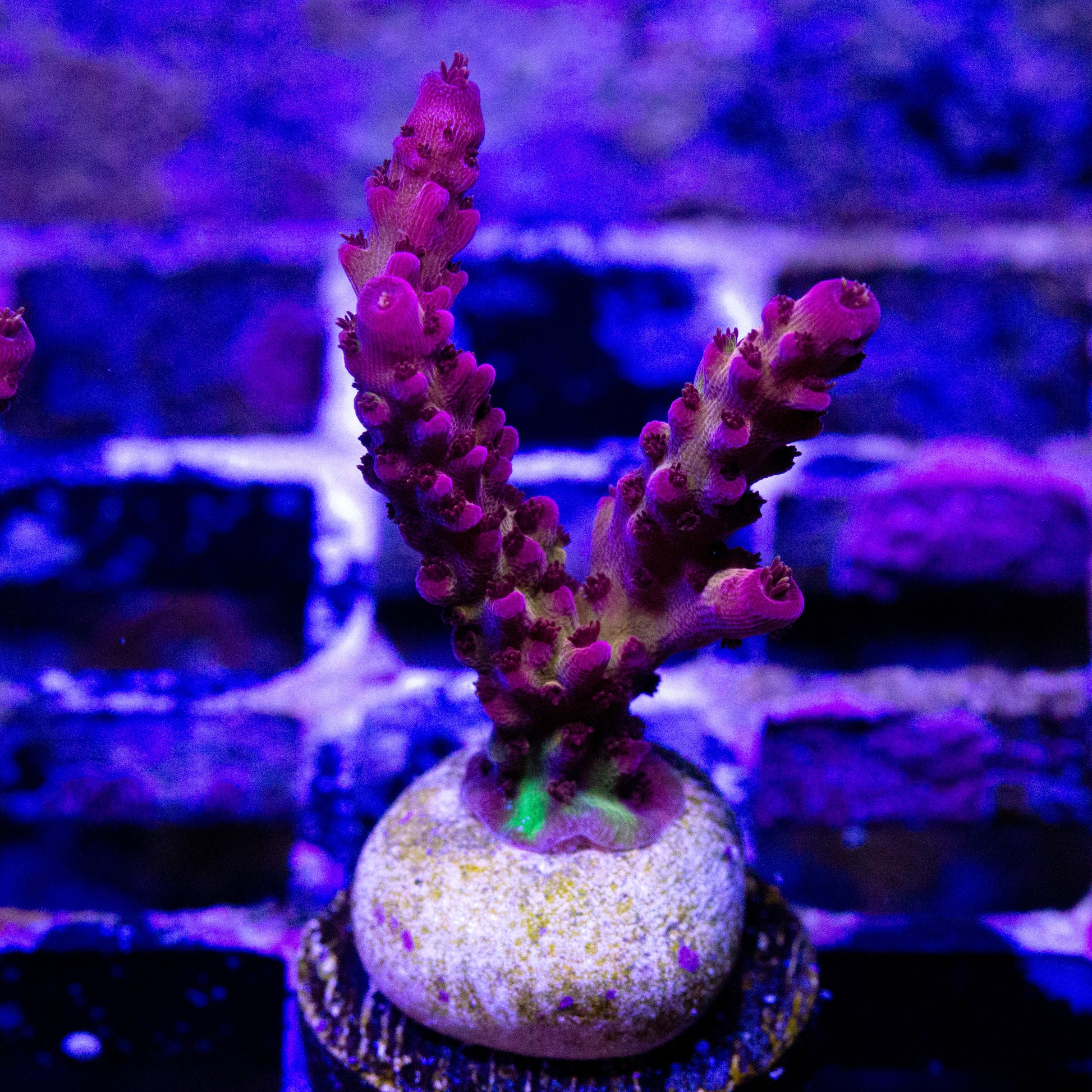 A PC Rainbow acro coral frag.