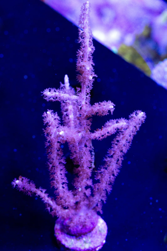 a frag of a photosynthetic gorgonian sea fan.