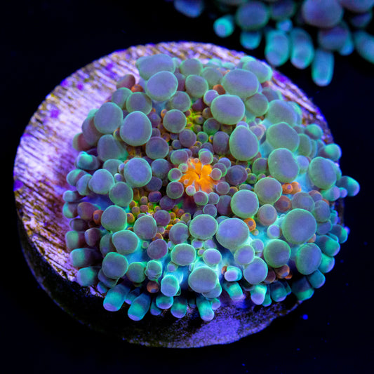 A baby sized rainbow yuma ricordea mushroom coral.