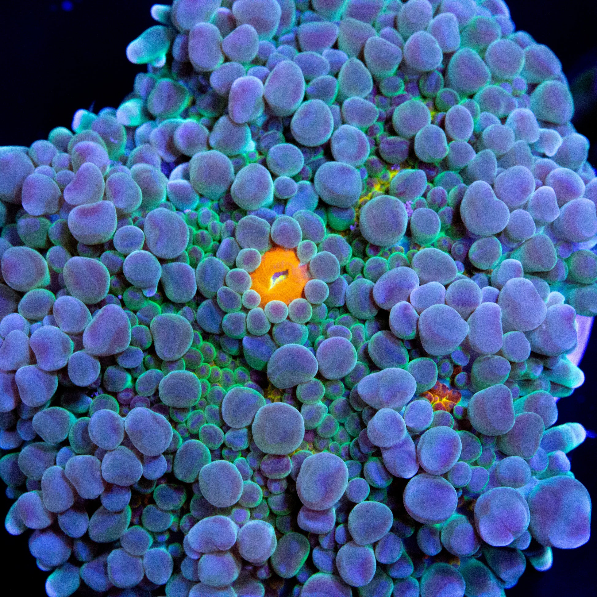 A large rainbow yuma ricordea mushroom coral.