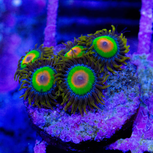 Rasta Zoanthids