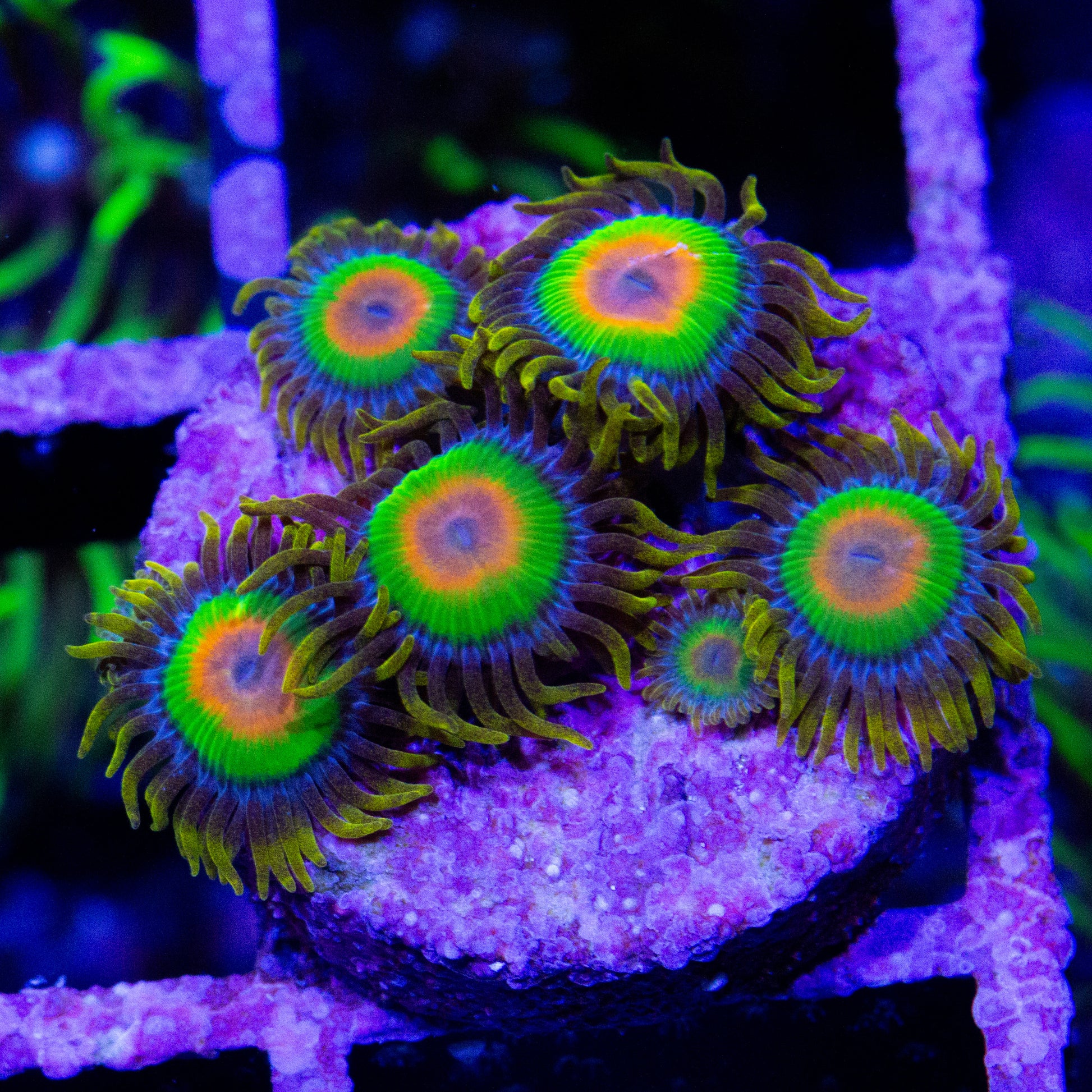 Rasta Zoanthid coral