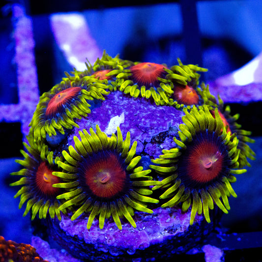 rising sun zoanthids