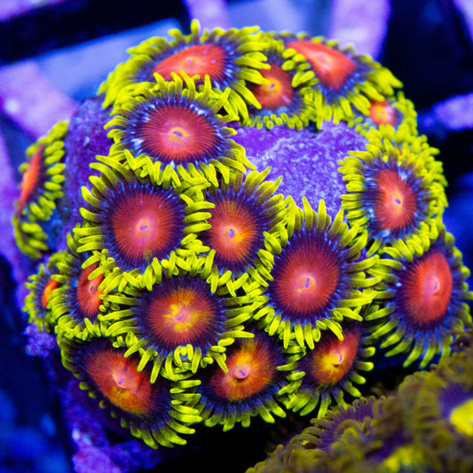 rising sun zoanthid coral.