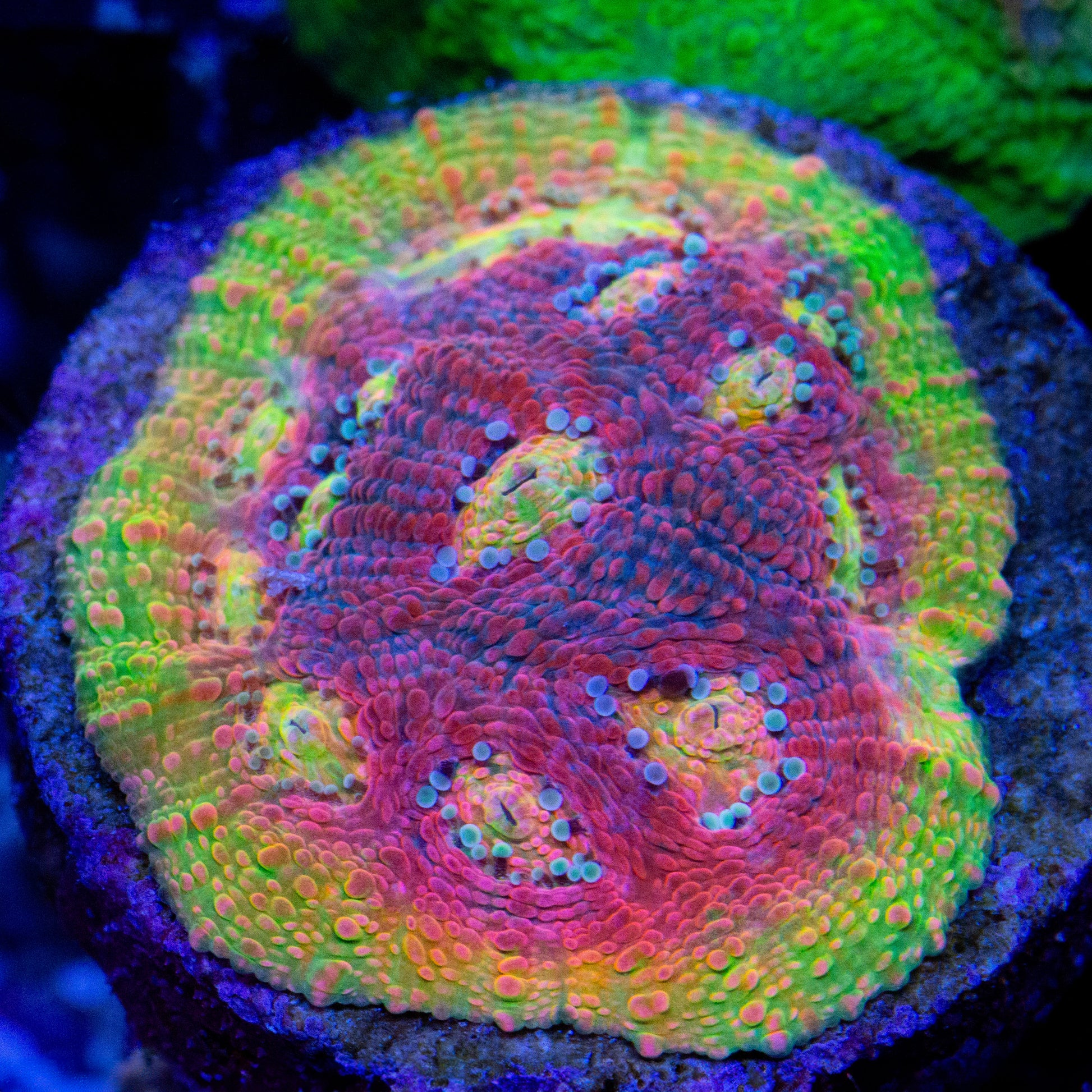 A watermelon grape chalice coral frag.